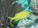 Key Largo